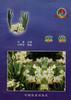 水仙 pdf epub mobi 電子書 下載