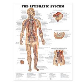 The Lymphatic System Anatomical Chart pdf epub mobi 电子书 下载