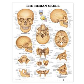 The Human Skull Anatomical Chart