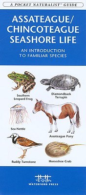 Assateague/Chincoteague Seashore Life pdf epub mobi 电子书 下载