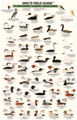 Northwestern Coast Waterbirds