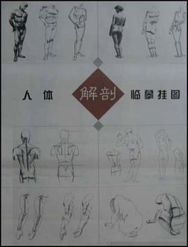 人体解剖临摹挂图