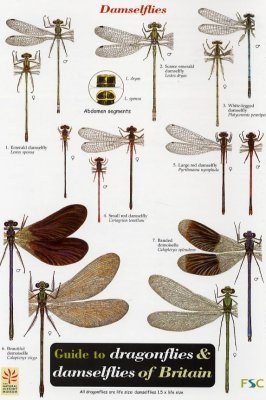 Guide to the Dragonflies and Damselflies of Britain (Edition 2) (2005) pdf epub mobi 电子书 下载