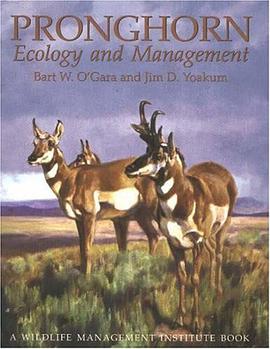 Pronghorn