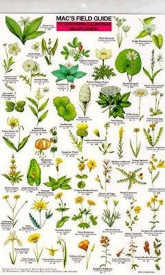 Northern California Wildflowers pdf epub mobi 电子书 下载