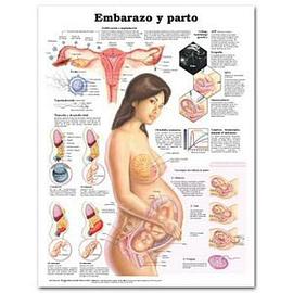 Pregnancy and Birth Anatomical Chart in Spanish pdf epub mobi 電子書 下載