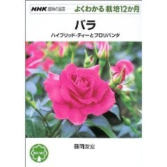 バラ―ハイブリッド・ティーとフロリバンダ