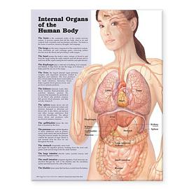 Internal Organs of the Human Body Anatomical Chart pdf epub mobi 电子书 下载