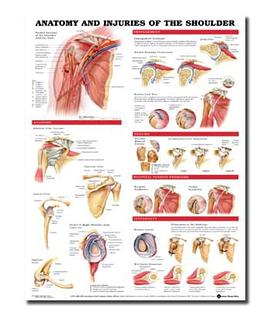 Anatomy and Injuries of the Shoulder Anatomical Chart pdf epub mobi 电子书 下载