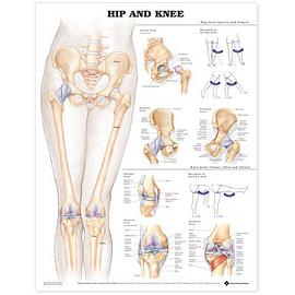 Hip and Knee Anatomical Chart pdf epub mobi 电子书 下载