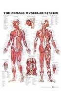 The Female Muscular System Anatomical Chart pdf epub mobi 电子书 下载
