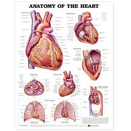 Anatomy of the Heart Anatomical Chart pdf epub mobi 电子书 下载