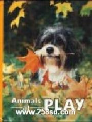 Animals at Play pdf epub mobi 电子书 下载