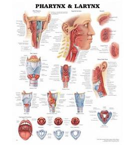 Pharynx & Larynx Anatomical Chart pdf epub mobi 電子書 下載