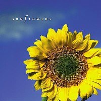 (向日葵)Sunflowers pdf epub mobi 电子书 下载