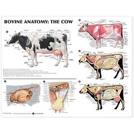 Bovine Anatomy pdf epub mobi 电子书 下载
