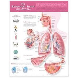 The Respiratory System and Asthma Anatomical Chart pdf epub mobi 下载