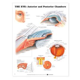 The Eye