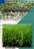 茭白栽培新技术 pdf epub mobi 下载