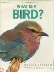 What Is a Bird pdf epub mobi 电子书 下载