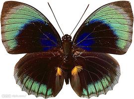 野蠻王爺 pdf epub mobi 电子书 下载