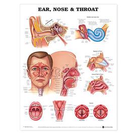 Ear, Nose and Throat Anatomical Chart pdf epub mobi 电子书 下载