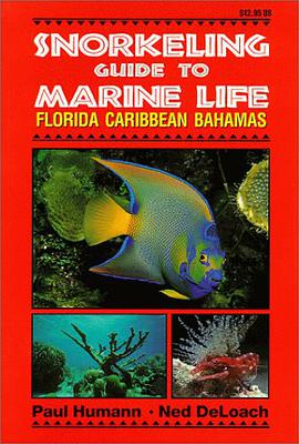 Snorkeling Guide to Marine Life