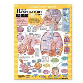 Blueprint for Health Your Respiratory System Chart pdf epub mobi 电子书 下载