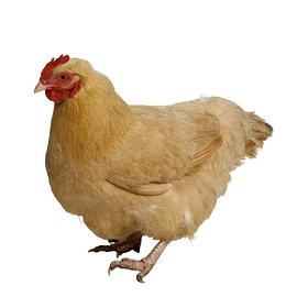 快大肉鸡饲养-养鸡专家赵公舜谈养鸡