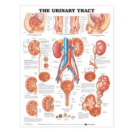 The Urinary Tract Anatomical Chart pdf epub mobi 电子书 下载