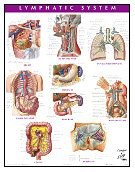 Lymphatic System Chart pdf epub mobi 电子书 下载