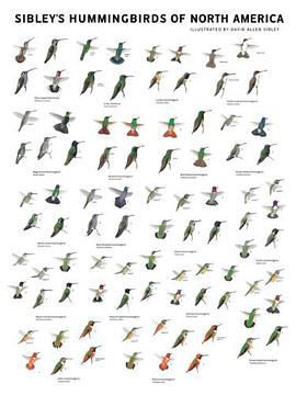 Sibley's Hummingbirds of North America pdf epub mobi 电子书 下载
