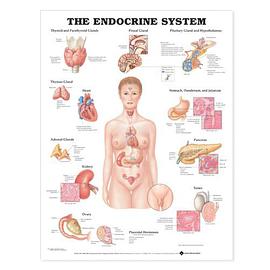 The Endocrine System Anatomical Chart pdf epub mobi 电子书 下载
