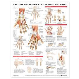 Anatomy and Injuries of the Hand and Wrist Anatomical Chart pdf epub mobi 电子书 下载