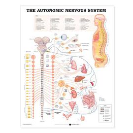 Autonomic Nervous System Anatomical Chart pdf epub mobi 电子书 下载