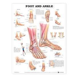 Foot and Ankle Anatomical Chart pdf epub mobi 电子书 下载