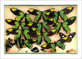 Les papillions 1994 (French Edition) pdf epub mobi 电子书 下载