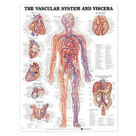 Vascular System and Viscera Anatomical Chart pdf epub mobi 電子書 下載