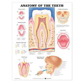 Anatomy of the Teeth Anatomical Chart pdf epub mobi 电子书 下载