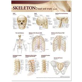 Lippincott Williams & Wilkins Atlas of Anatomy Skeletal System Chart pdf epub mobi 电子书 下载
