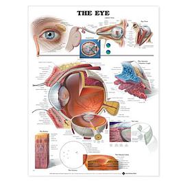 The Eye Anatomical Chart pdf epub mobi 电子书 下载