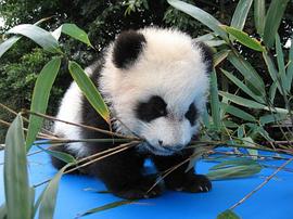 自然保护区有效管理的理论与实践