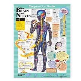 Blueprint for Health Your Brain and Nerves Chart pdf epub mobi 电子书 下载