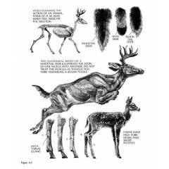 The Art of Painting and Drawing Animals pdf epub mobi 电子书 下载