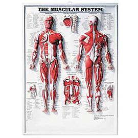 The Muscular System 3D Raised Relief Chart pdf epub mobi 電子書 下載