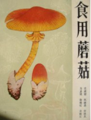 食用蘑菇
